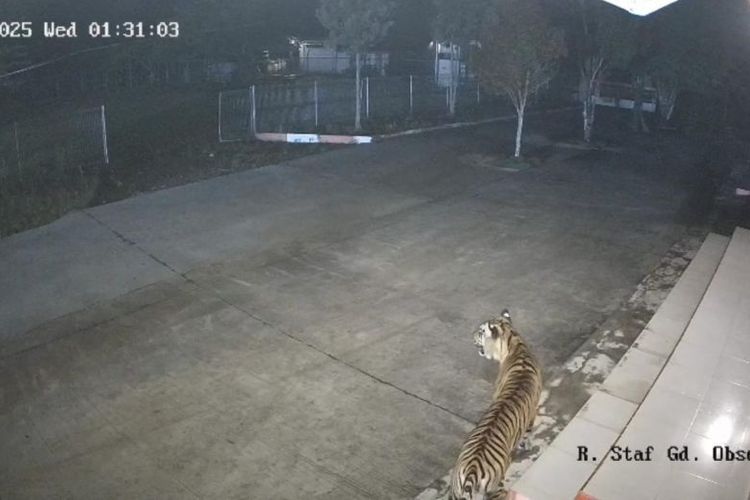 Harimau kantor BRIN