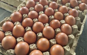 Harga Telur Ayam