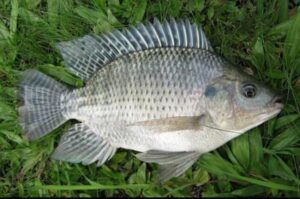ikan nila iot sukabumi