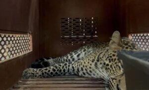 Macan tutul masuk hotel (Instagram)