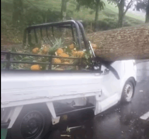Pohon Tumbang Timpa Mobil Pick Up di Jalan Ciater 2 Orang Tewas