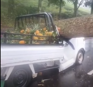 Pohon Tumbang Timpa Mobil Pick Up di Jalan Ciater 2 Orang Tewas