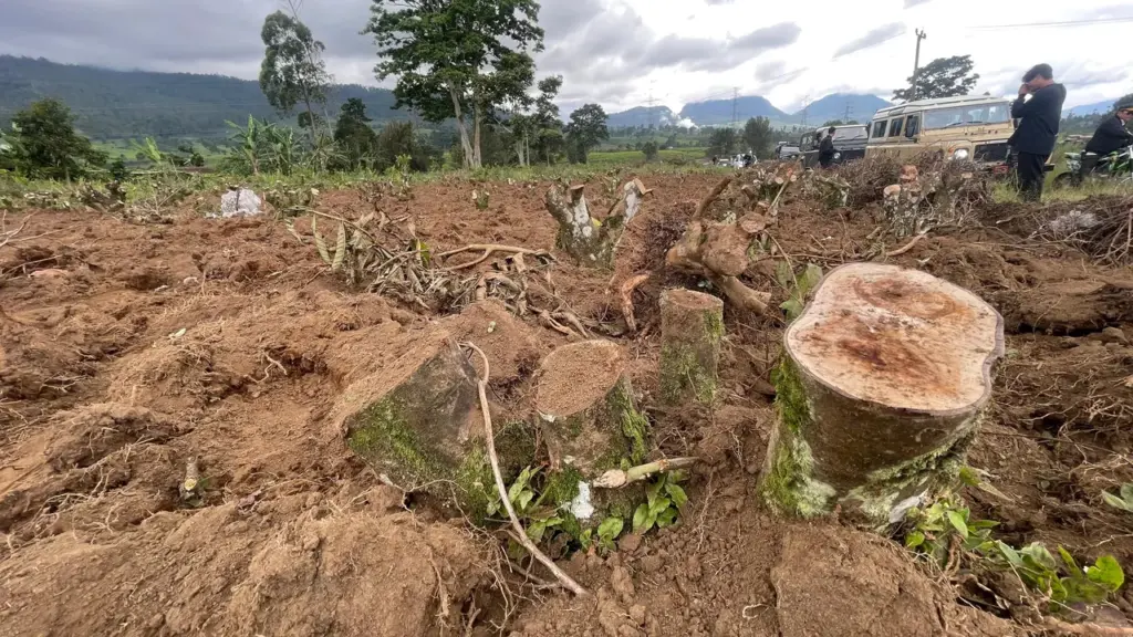 kebun teh pangalengan rusak