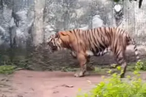 pramono anung harimau kurus