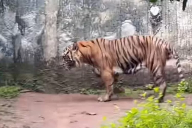 pramono anung harimau kurus