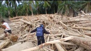kayu gelondongan banjir Sumatera
