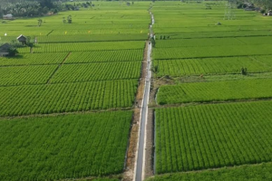 Sawah Desa Namang