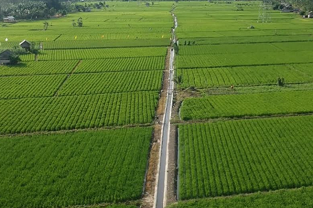 Sawah Desa Namang
