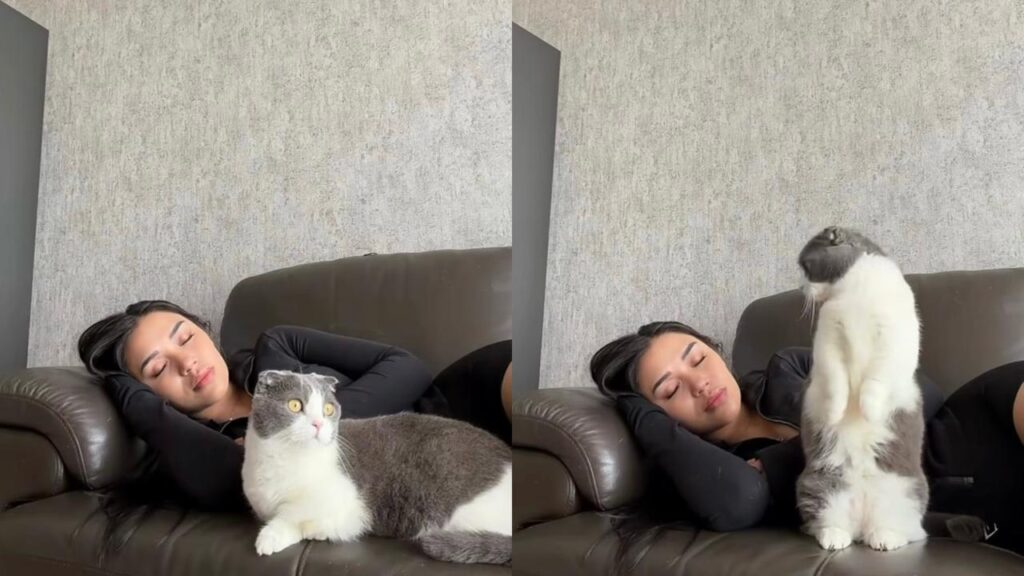 Mikasa kucing Lula Lahfah