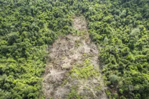 Hutan Jambi