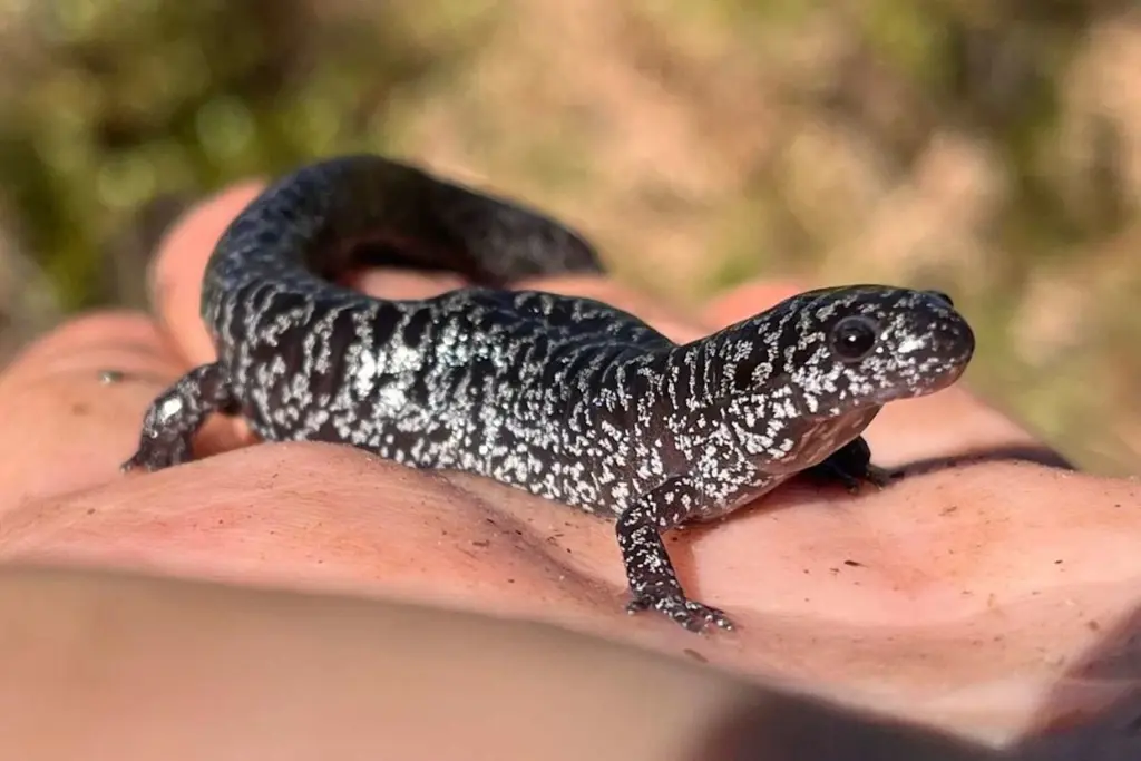 hujan salamander beku