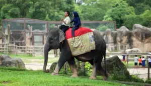 tunggang gajah