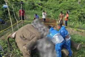 gajah sumatera tersengat listrik