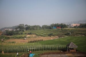 Ketahanan Pangan Bergantung Daerah Pemasok, Farhan Kaji Skema Lumbung Pangan